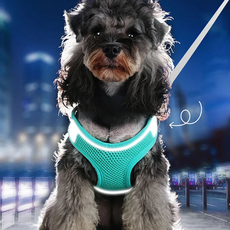Cat Harness & Leash