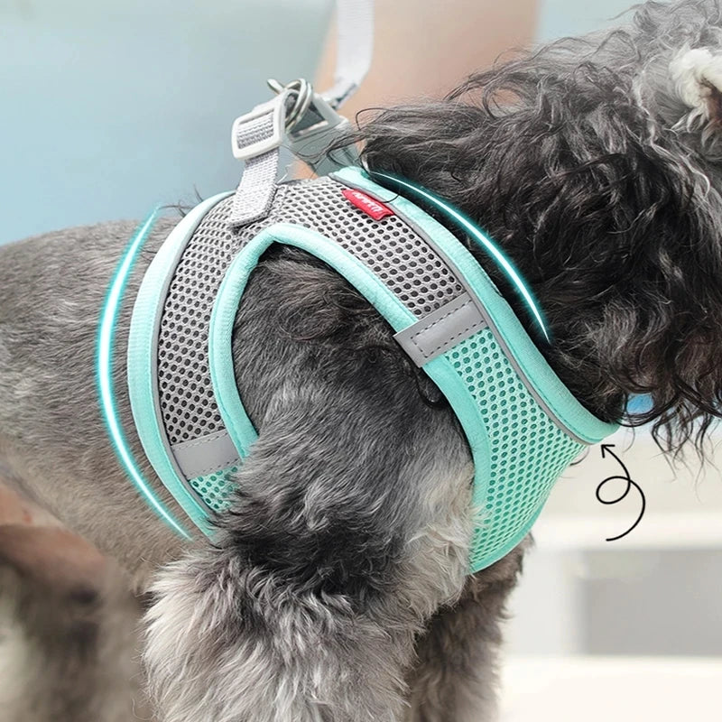 Cat Harness & Leash
